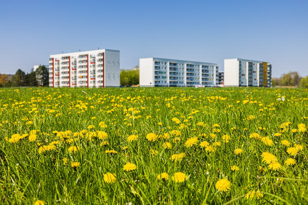 Sommerwiese mit Löwenzahn und moderne Hochhäuser, Siedlungsbau