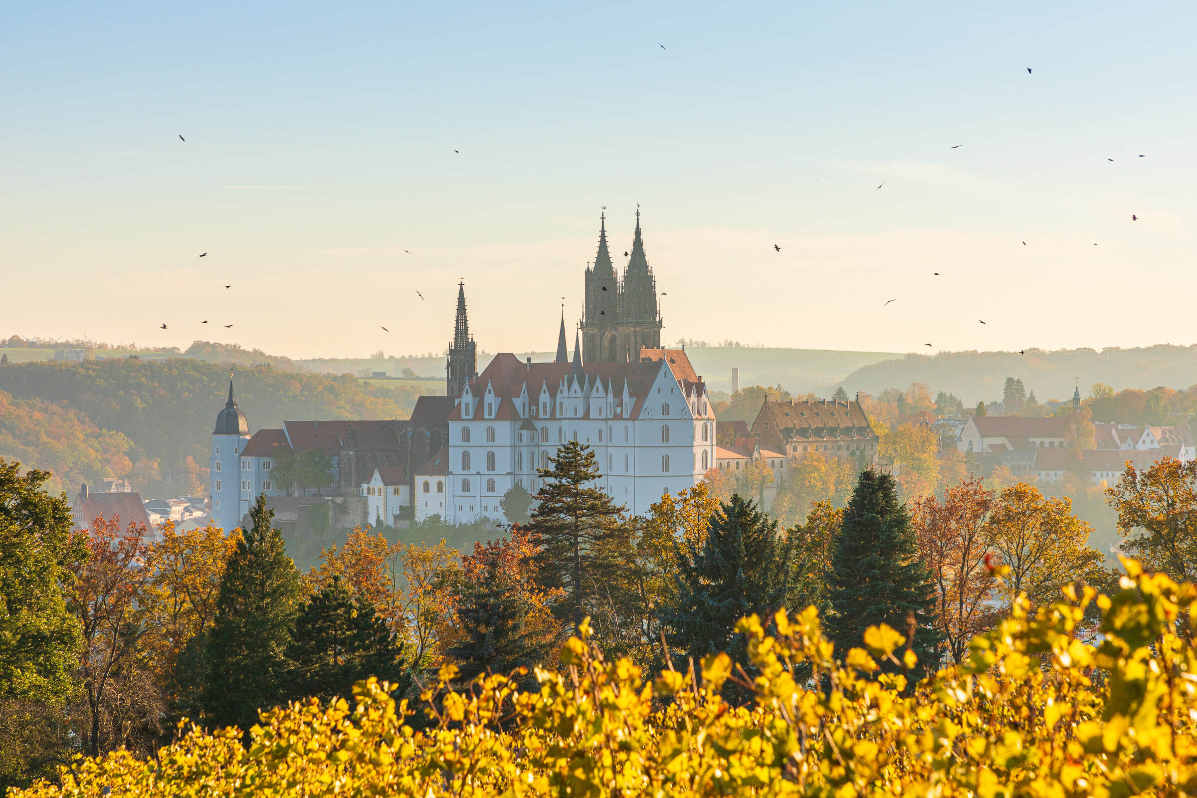 Stadtansicht Meißen mit Dom und Burgberg aus den Weinbergen am 