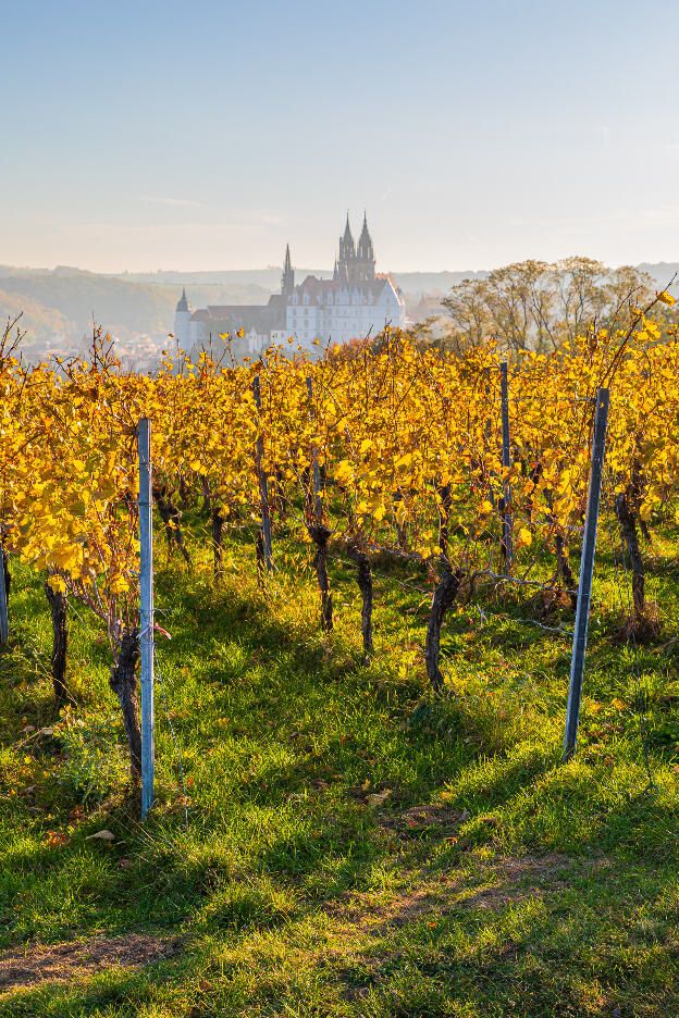 Stadtansicht Meißen mit Dom und Burgberg aus den Weinbergen am 