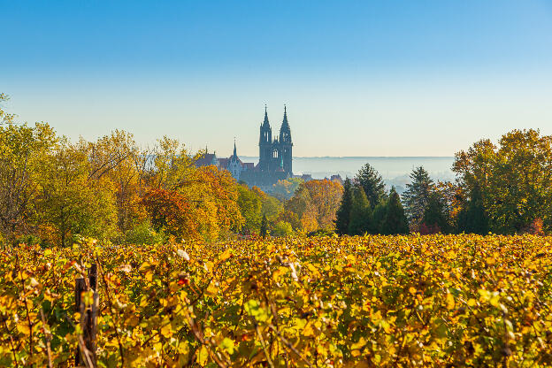 Herbstlandschaft mit Weinberg und Meißner Dom