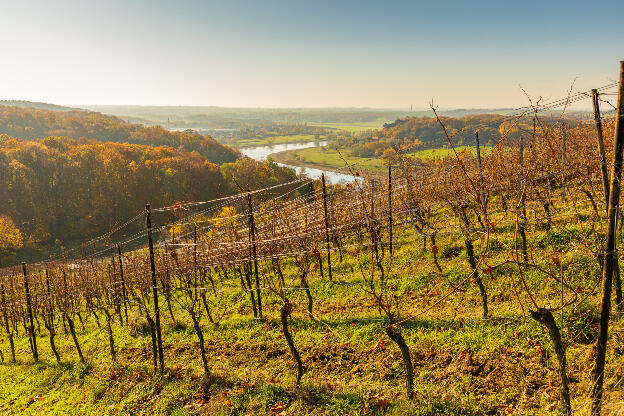 Elbe bei Diesbar-Seußlitz im Herbst mit Weinbergen