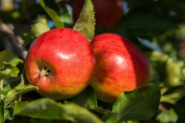 frische Äpfel an Baum