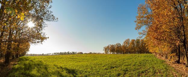 Panorama Waldlichtung im sonnige Herbst 