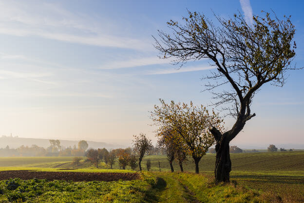 Herbstmorgen im November