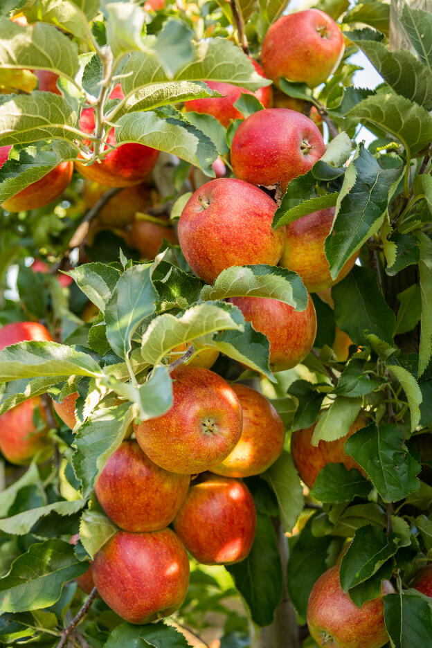 frische Äpfel an Baum