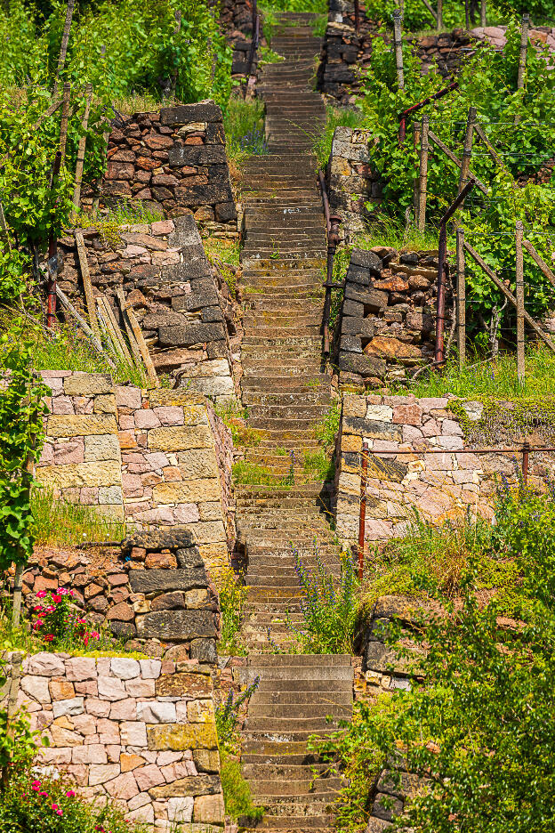 Steintreppen im Weinberg