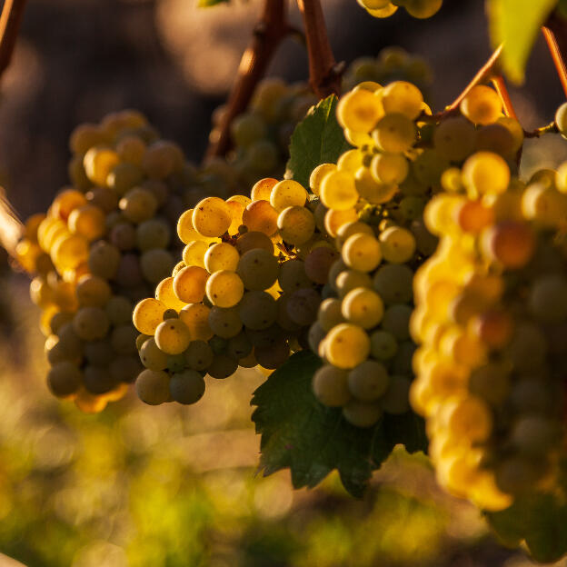 Wein Meißen