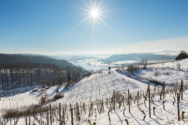 Weinberg im Winter mit Schnee in Sachsen, Deutschland