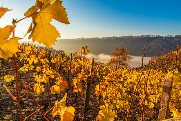 Herbst im Weinberg mit Nebel im Tal