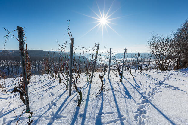 Weinberg im Winter mit Schnee in Sachsen, Deutschland