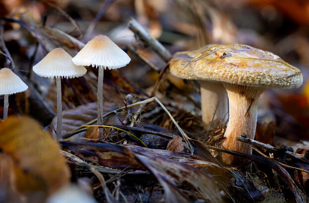 Pilze im Wald