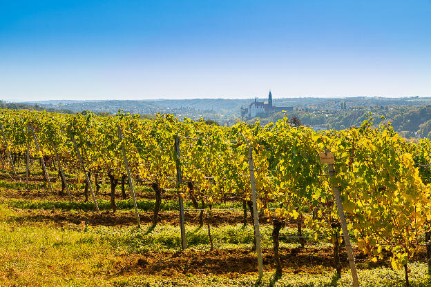 Weinberg im sonnigen Herbst mit Blick auf Meißen und die Domtü