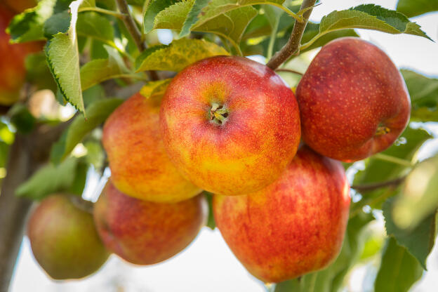 frische Äpfel an Baum